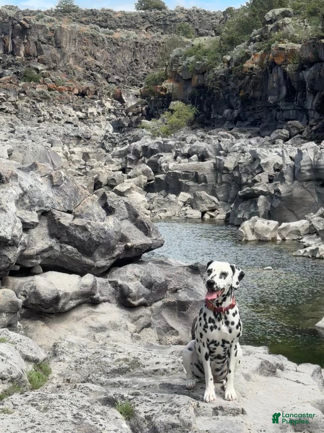 Dalmatian dogs for sale: Lila - Ad 9