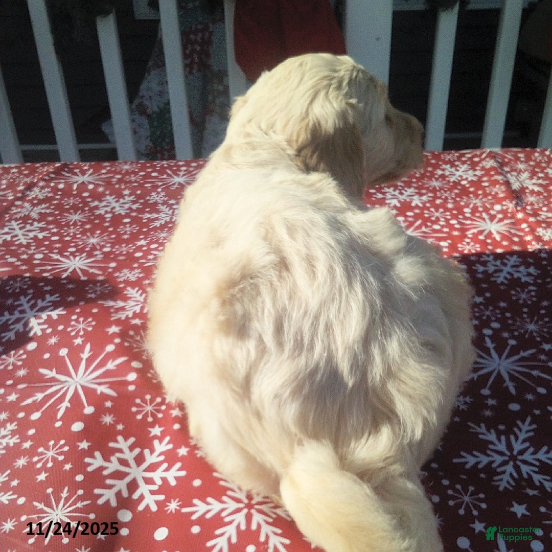 Goldendoodle dogs for sale: Penny - Ad 4