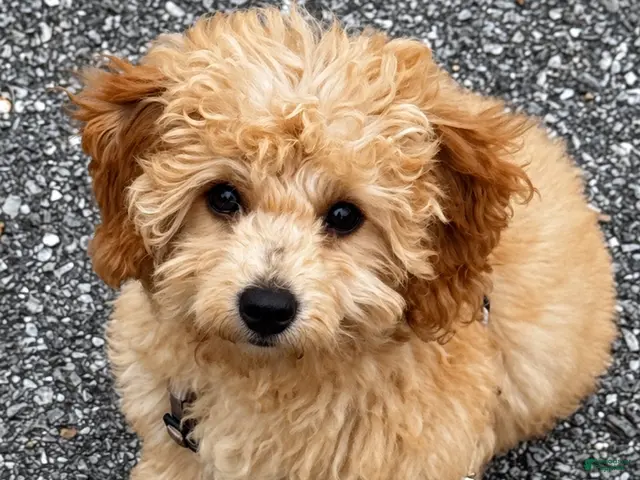 Miniature Labradoodle dogs for sale: Dolly - Ad 2