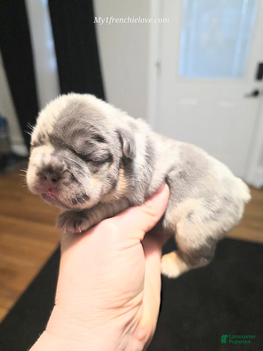French Bulldog dogs for sale: Joey - Ad 2