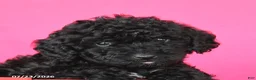 Toy Poodle dogs for sale: Joy - Ad 5