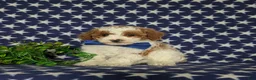 Miniature Poodle dogs for sale: Lional - Ad 3