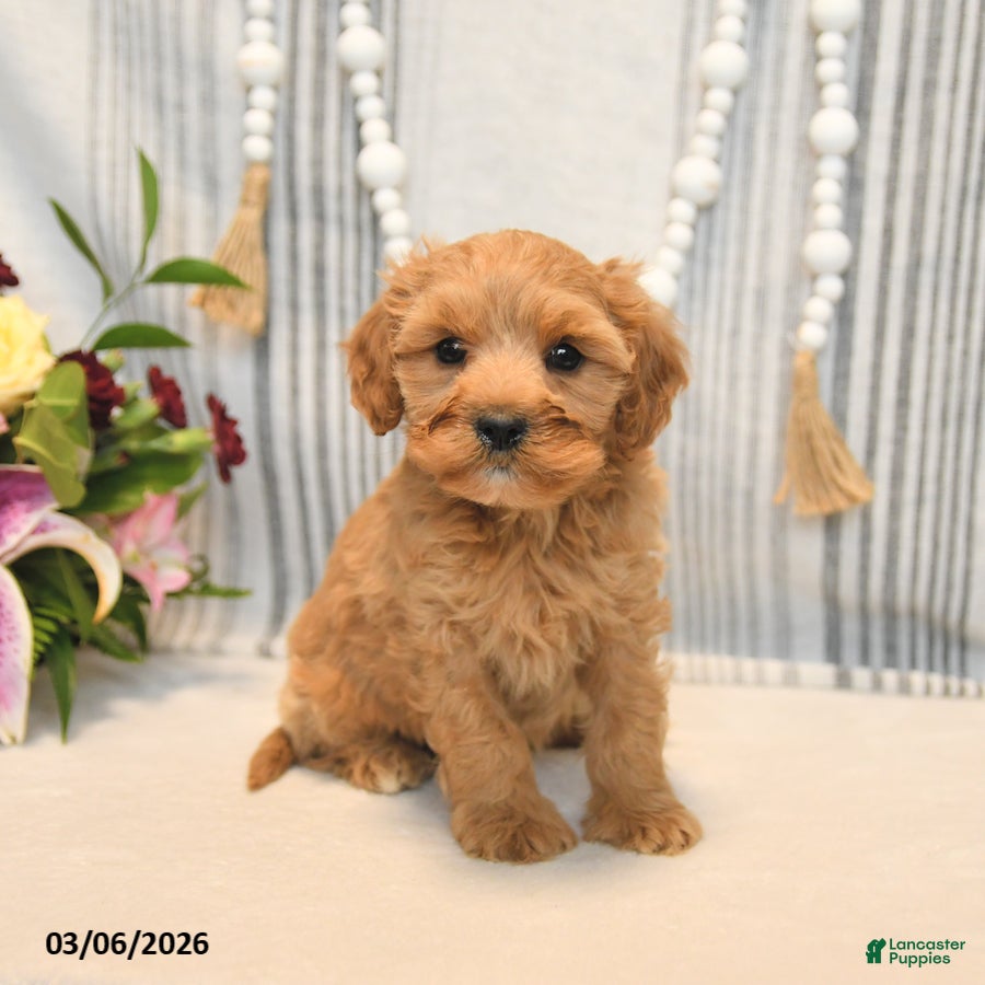 Cavapoo dogs Happy - Ad 1
