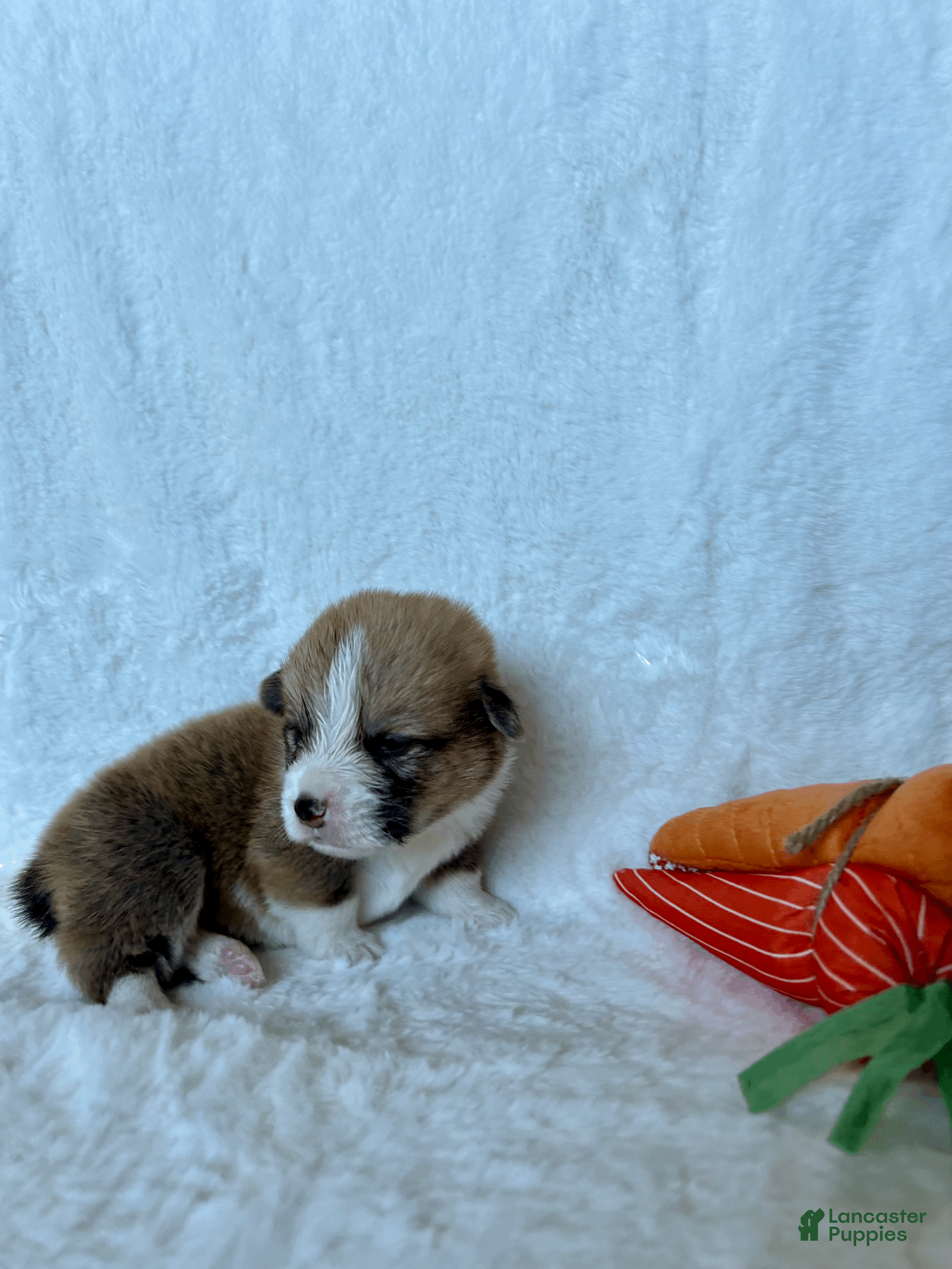 Welsh Corgi Pembroke dogs Welsh Corgi Pembroke Puppy 8 - Ad 10