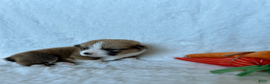 Welsh Corgi Pembroke Puppy 8