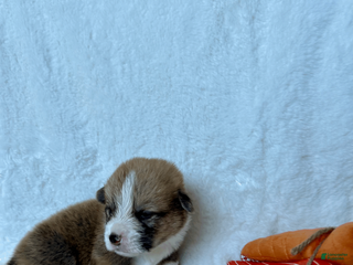 Welsh Corgi Pembroke dogs for sale: Welsh Corgi Pembroke Puppy 8 - Ad 3