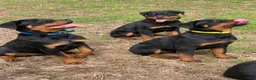 Rottweiler dogs for sale: Rottweiler Puppy 3 - Ad 19