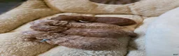 Mini Goldendoodle dogs for sale: Chanel  - Ad 4