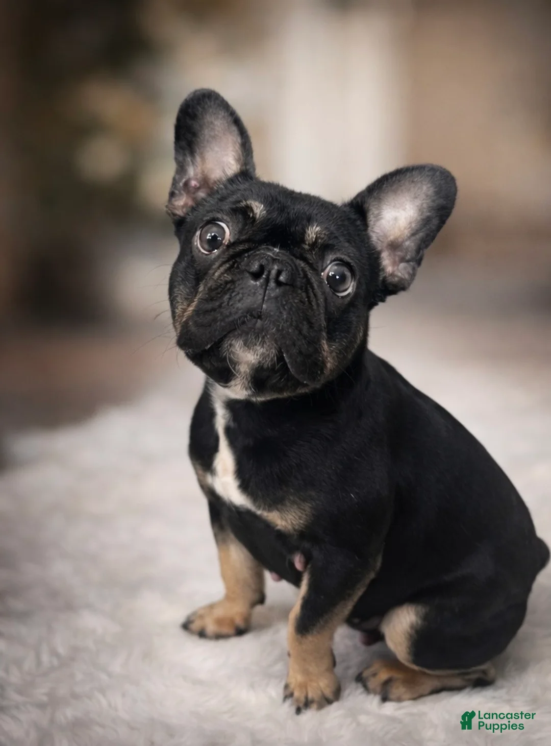 French Bulldog dogs for sale: Lola - Ad 2