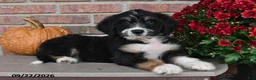 Bernedoodle dogs for sale: Jenny - Ad 3