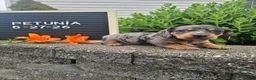 Miniature Dachshund dogs for sale: Petunia - Ad 10