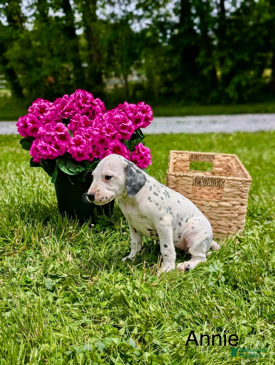 Mixed Breed dogs for sale: Annie - Ad 2