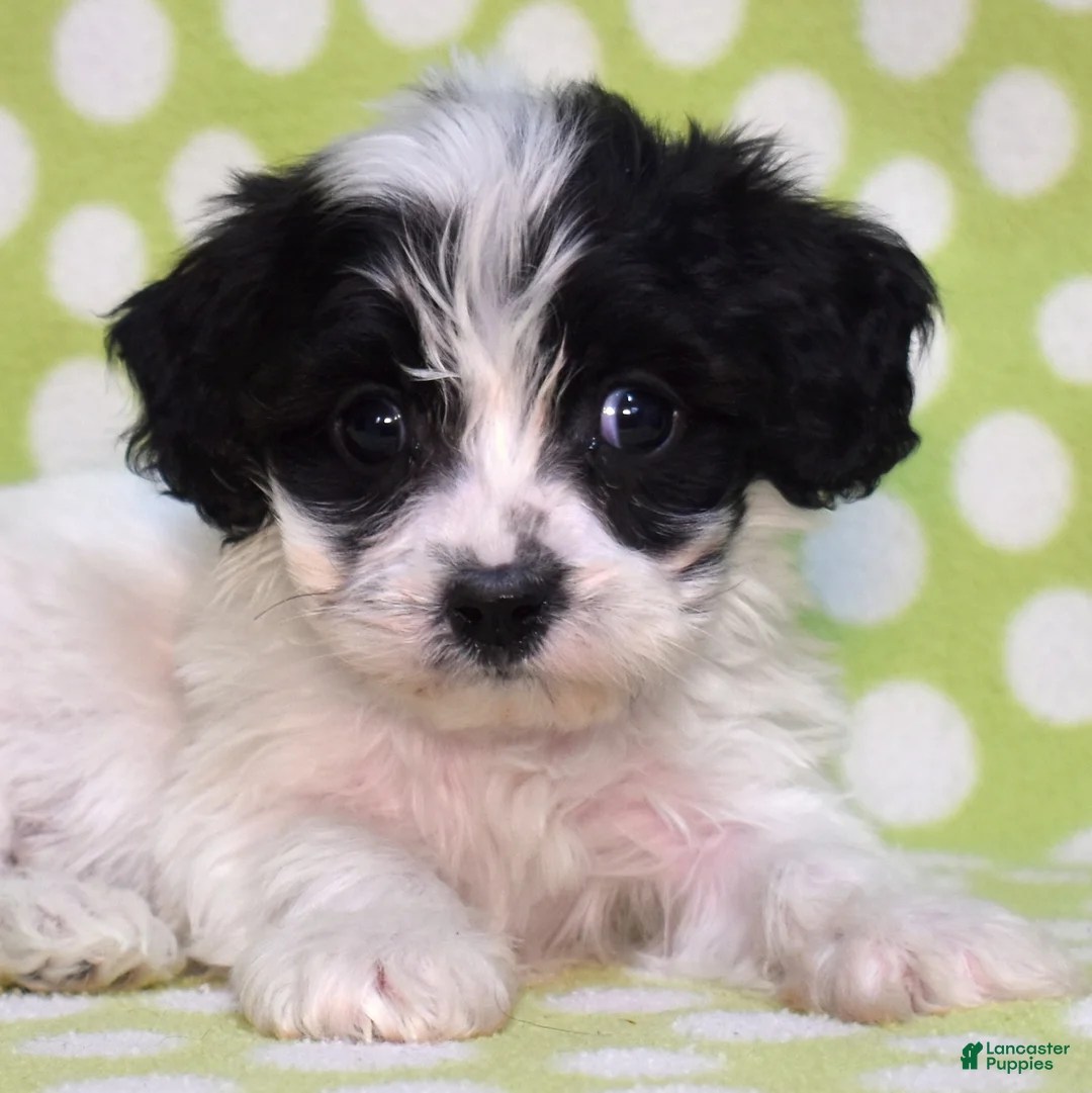 Cavachon dogs for sale: Jasmine  - Ad 1