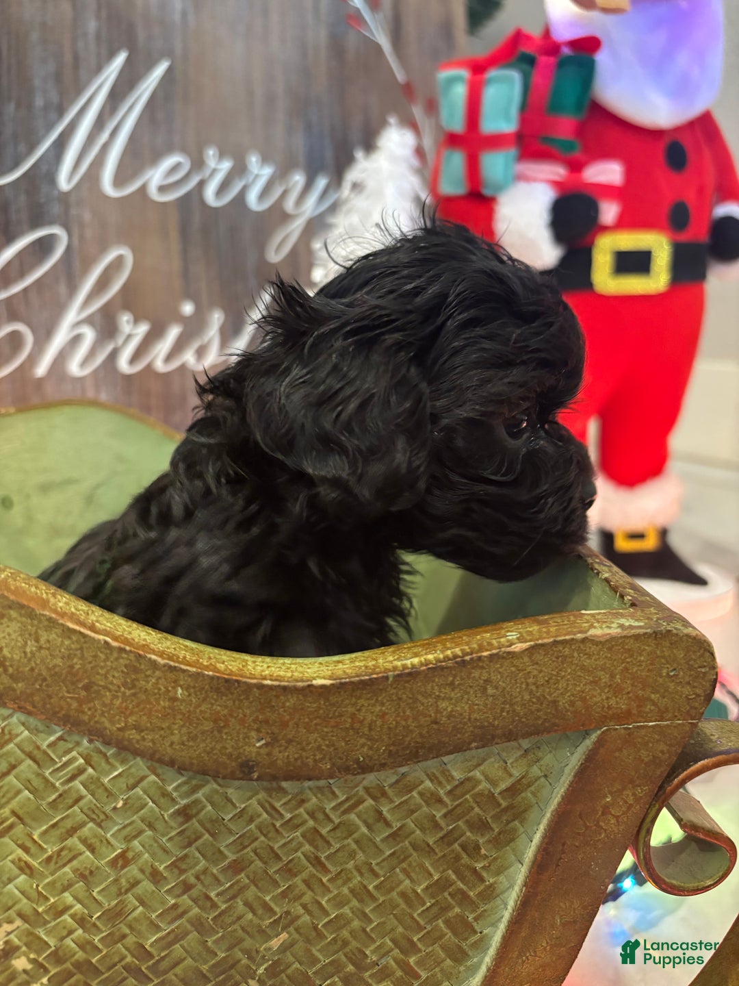 Cockapoo dogs for sale: Cockapoo Puppy 7 - Ad 1
