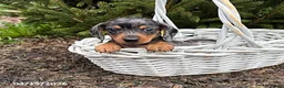 Dachshund dogs for sale: Skyler - Ad 1