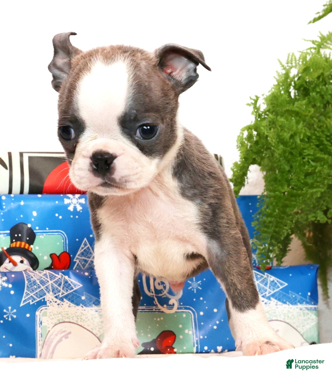 Boston Terrier dogs for sale: Snicker - Ad 3