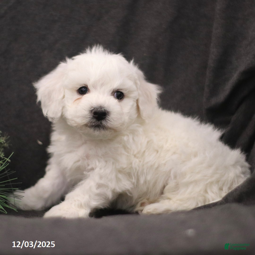 Bichon Frise dogs for sale: Jude - Ad 2