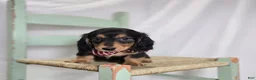 Miniature Dachshund dogs for sale: Albert - Ad 4