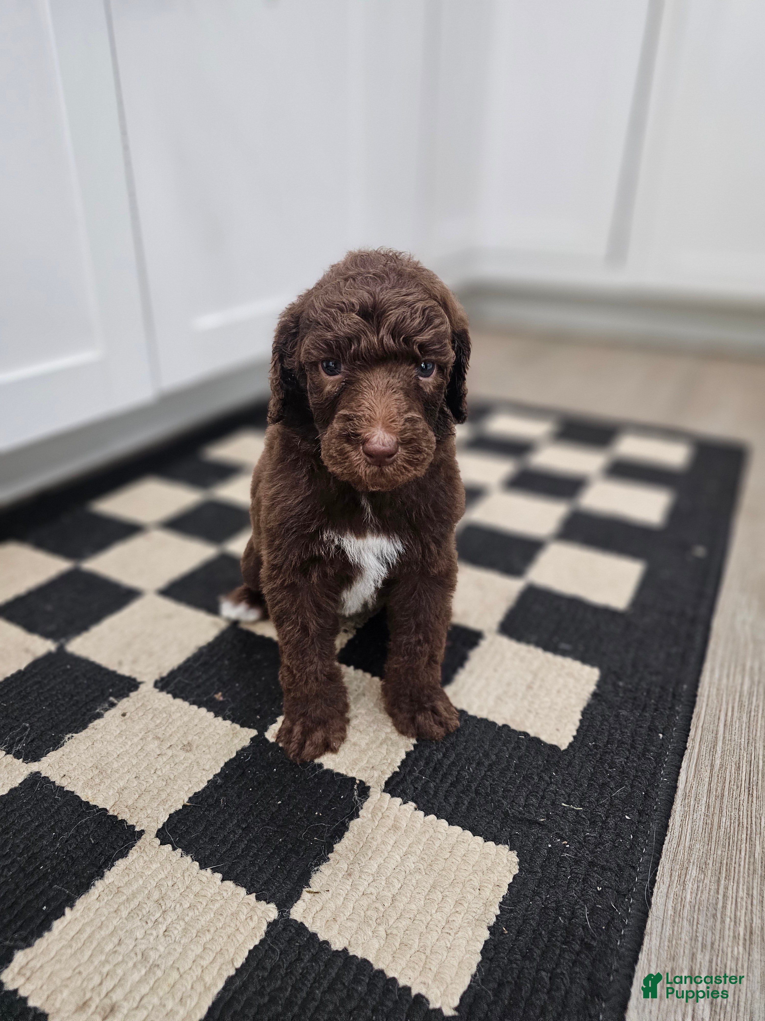 Standard Poodle dogs Michael Scott - Ad 2