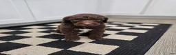 Standard Poodle dogs for sale: Michael Scott - Ad 8