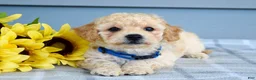 Bichpoo dogs for sale: Sammy - Ad 1