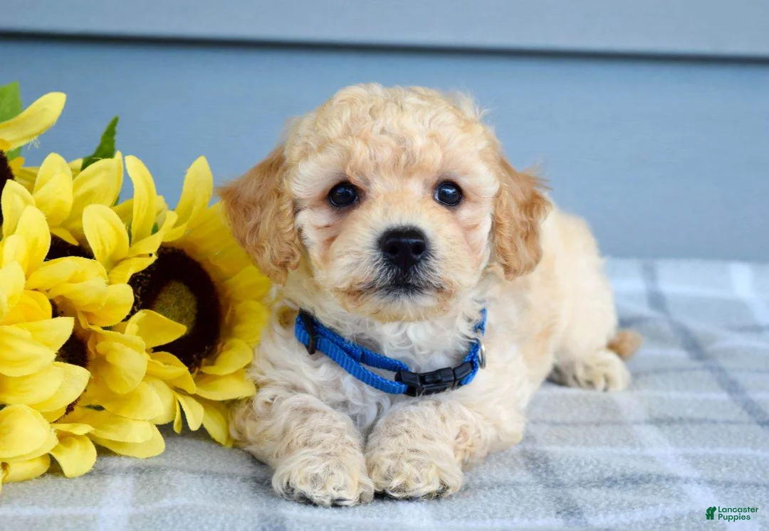 Bichpoo dogs for sale: Sammy - Ad 1