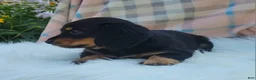 Miniature Dachshund dogs for sale: Vivian  - Ad 30