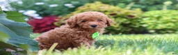 Miniature Poodle dogs for sale: Leo - Ad 3