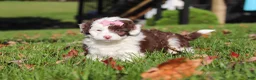 Mini Aussiedoodle dogs for sale: Pansy - Ad 3
