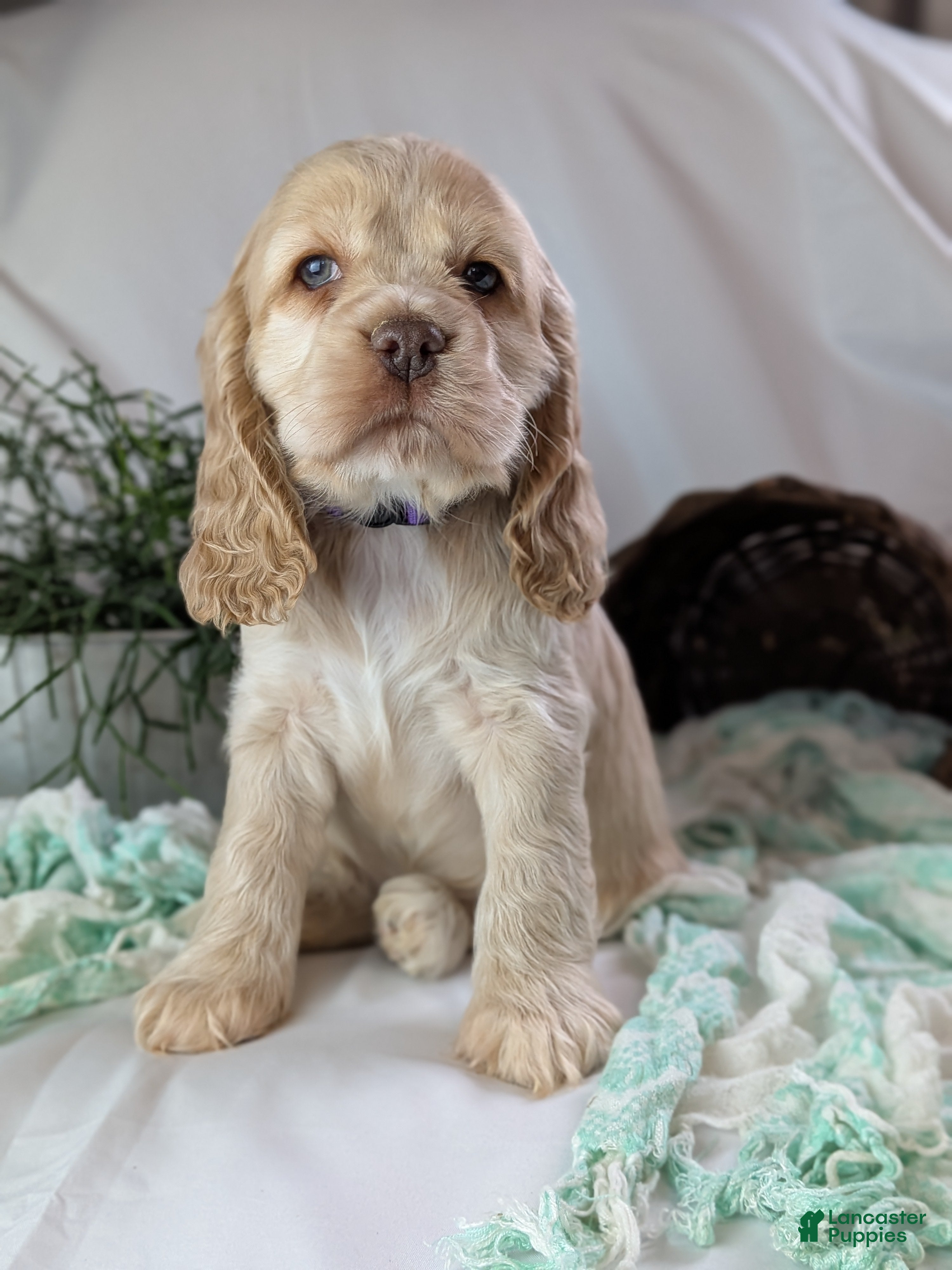 Cocker Spaniel dogs Zara - Ad 2