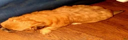 Mixed Breed dogs for sale: Mixed Breed 1 - Ad 3
