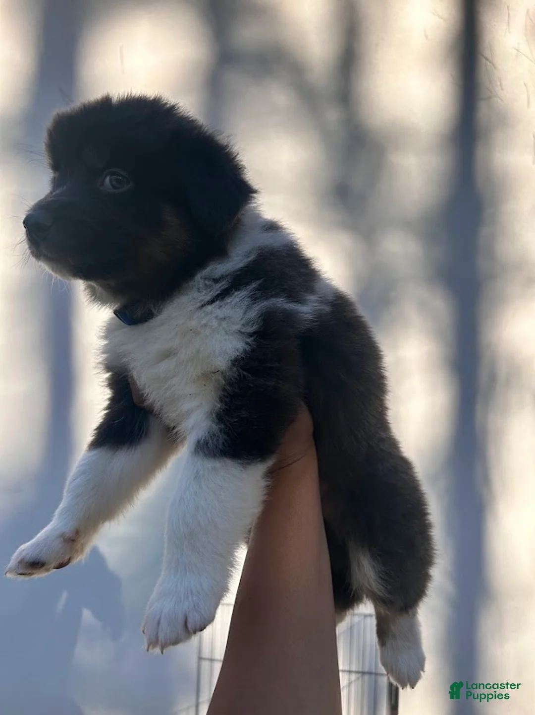 Australian Shepherd dogs for sale: Delph - Ad 1