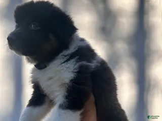 Australian Shepherd dogs for sale: Delph - Ad 3