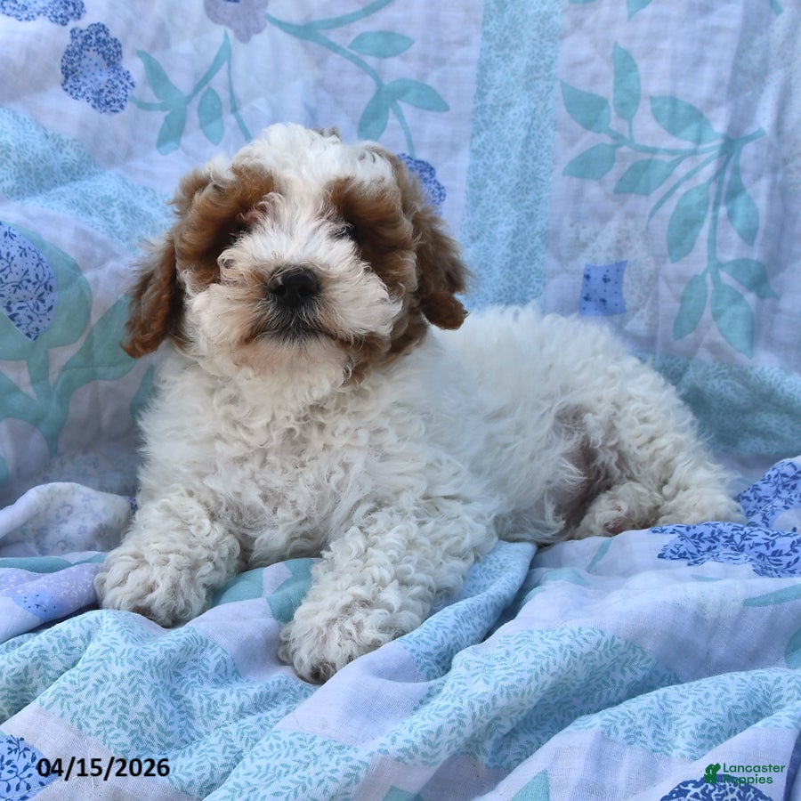 Cavapoo dogs Patriot - Ad 1