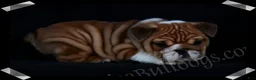 English Bulldog dogs for sale:  Helga (F) - Ad 12