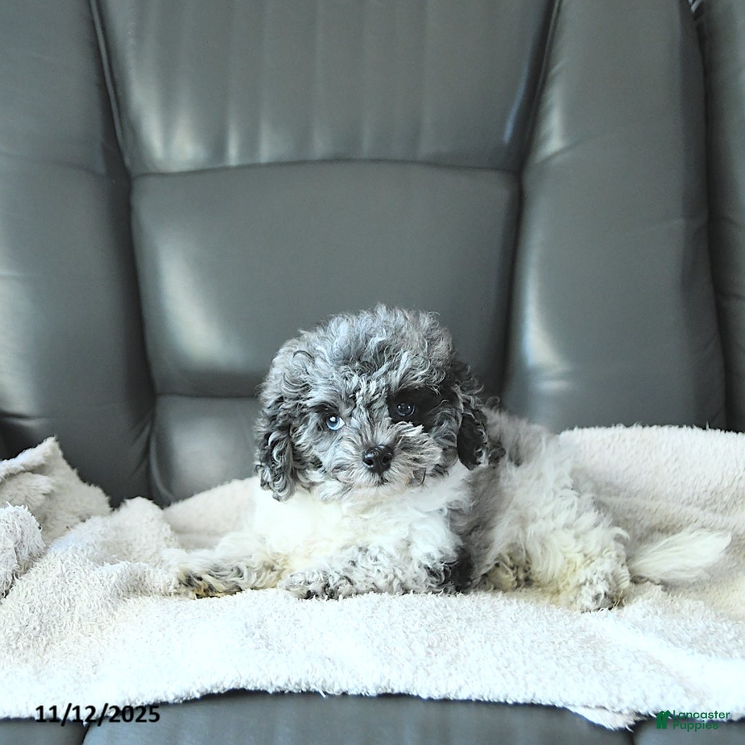 Havapoo dogs for sale: Princess EXTRA SMALL - Ad 5