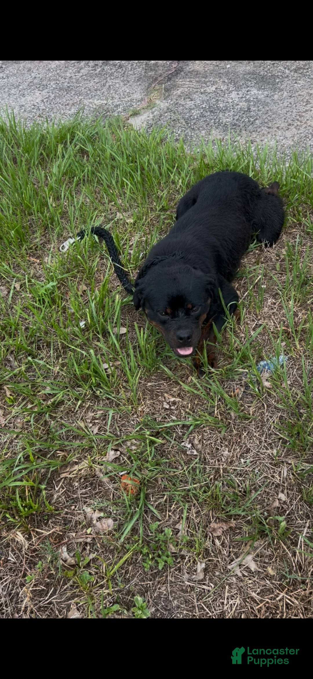Rottweiler dogs for sale: Rottweiler Puppy 2 - Ad 2