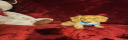 Miniature Dachshund dogs for sale: PEACHES - Ad 9