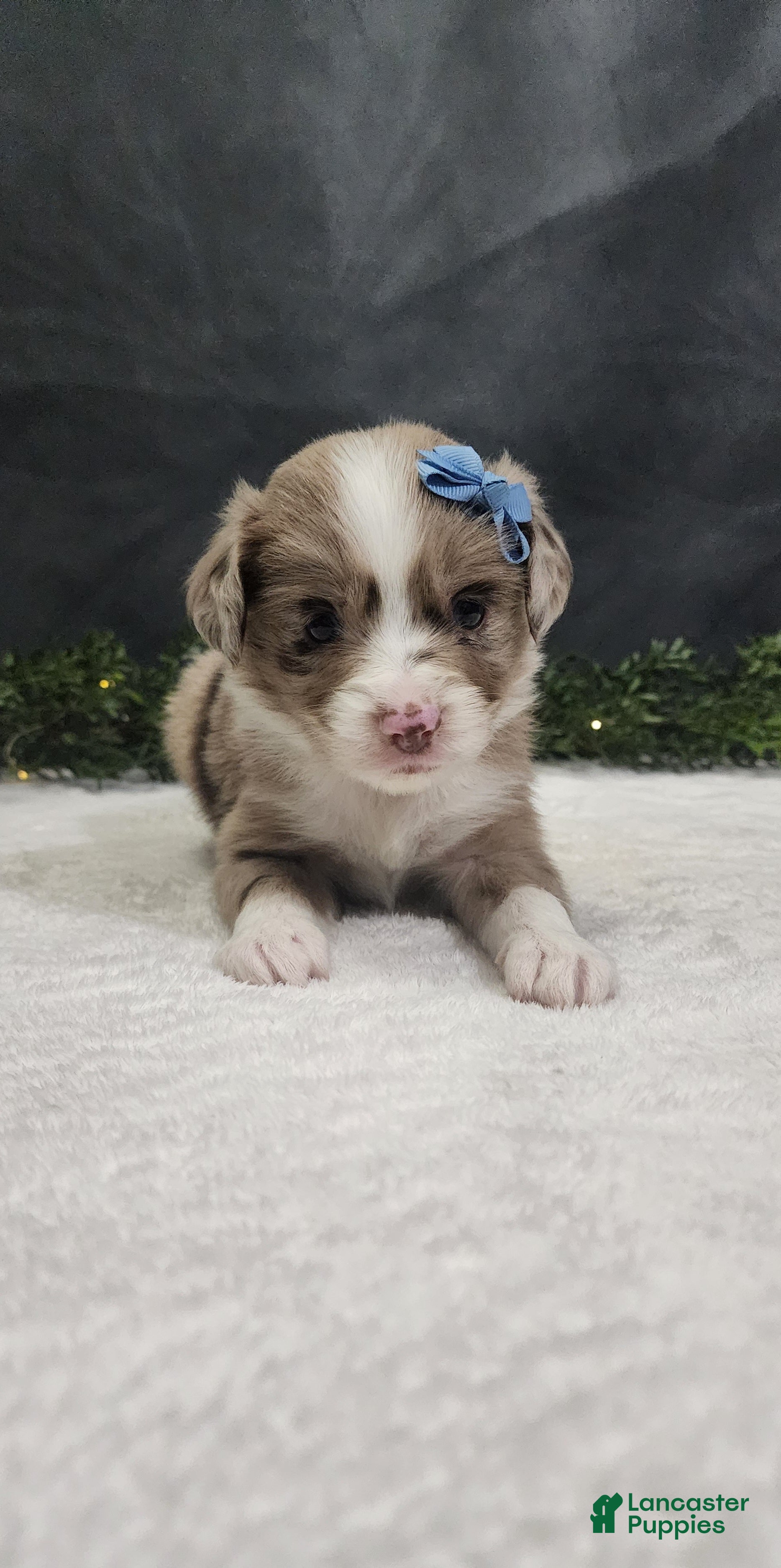 Miniature Australian Shepherd dogs Charlie  - Ad 1