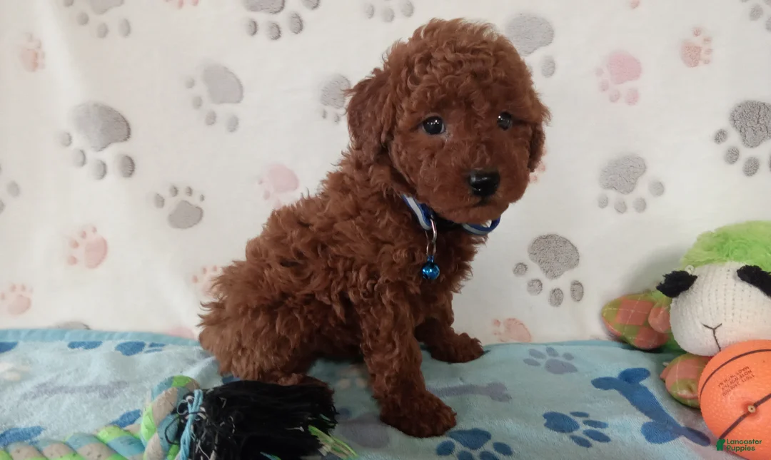 Toy Poodle dogs for sale: Arthur  - Ad 2