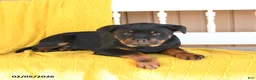 Rottweiler dogs for sale: Sophie - Ad 1