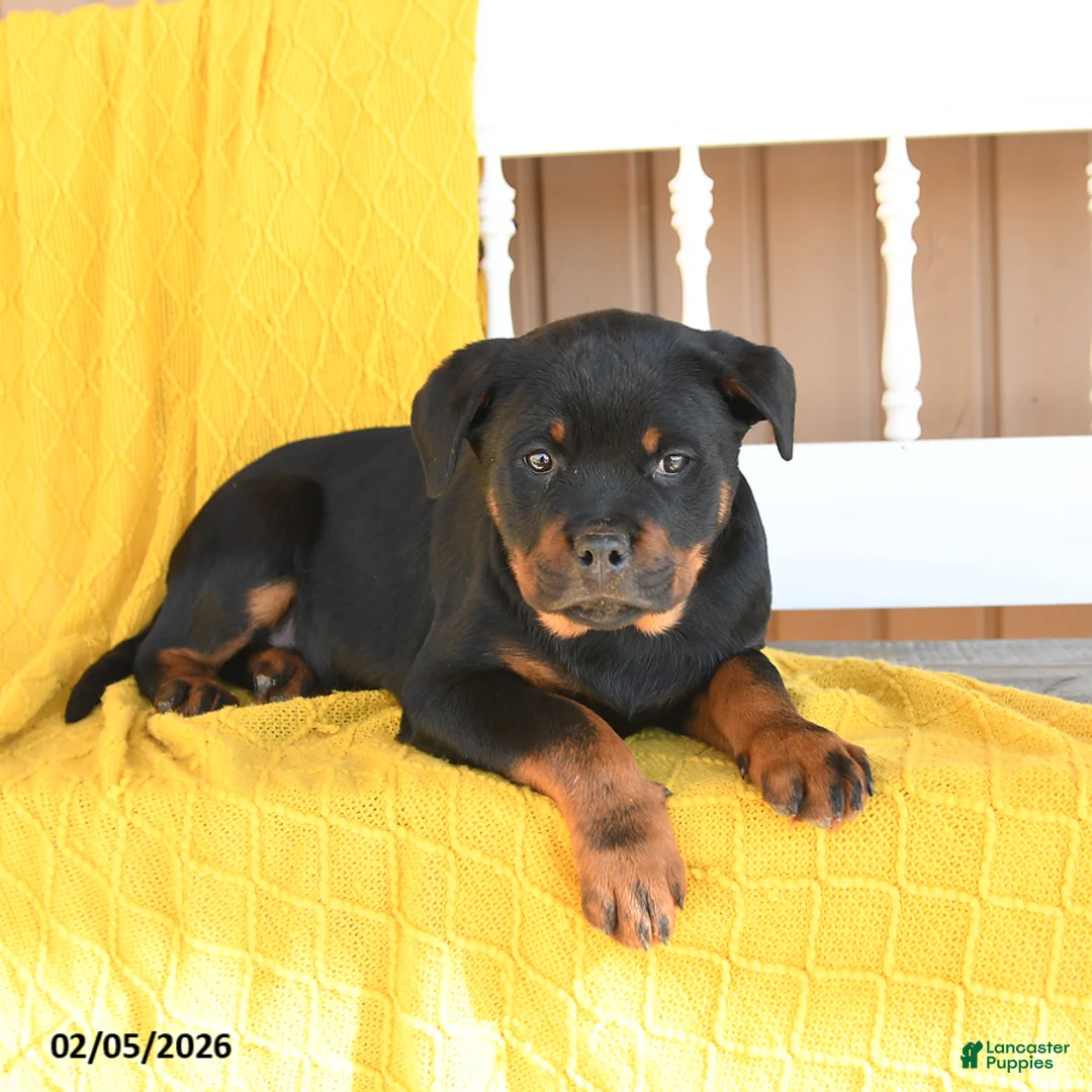 Rottweiler dogs for sale: Sophie - Ad 1
