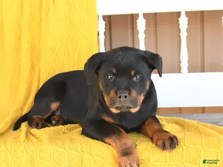 Rottweiler dogs Sophie - Ad 2