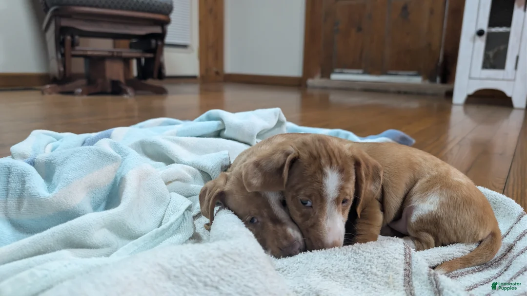 Miniature Dachshund dogs for sale: Honey  - Ad 6