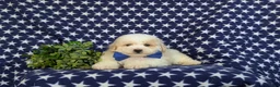 Bichpoo dogs for sale: Zachary - Ad 5