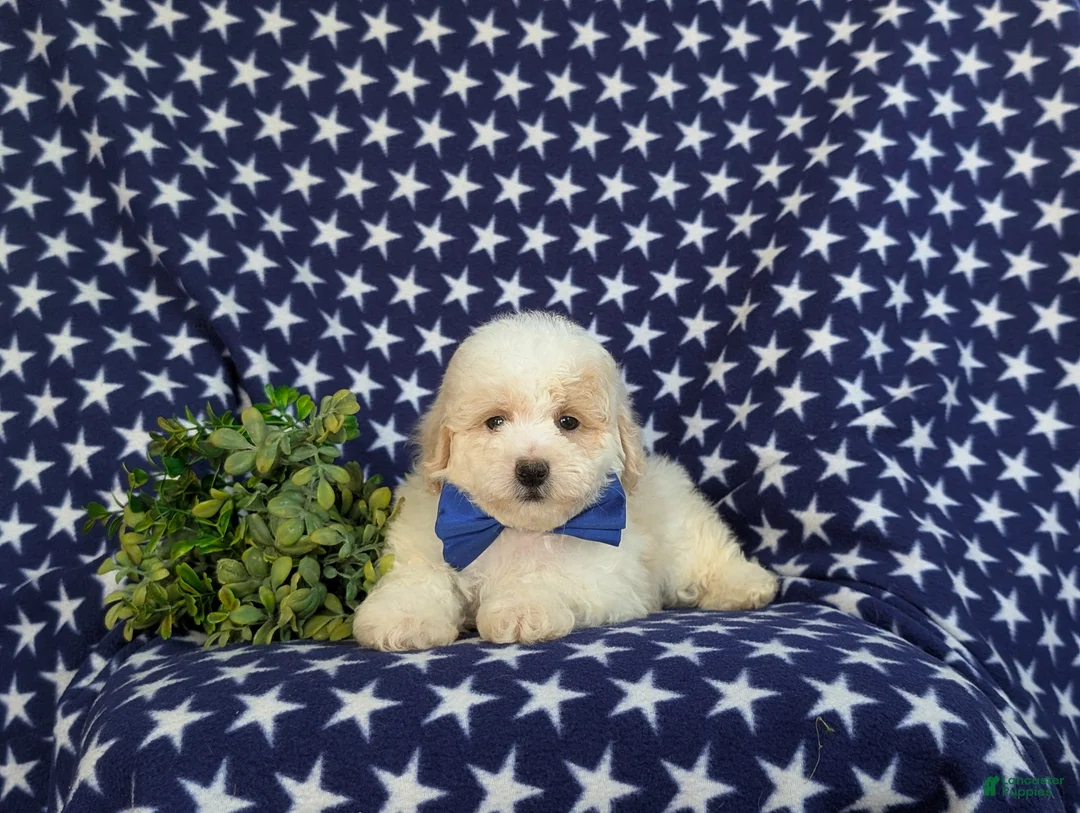 Bichpoo dogs for sale: Zachary - Ad 5