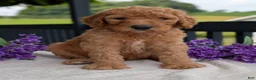 Goldendoodle dogs for sale: Parker - Ad 9