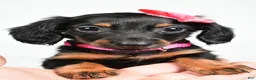 Miniature Dachshund dogs for sale: Maddie - Ad 9