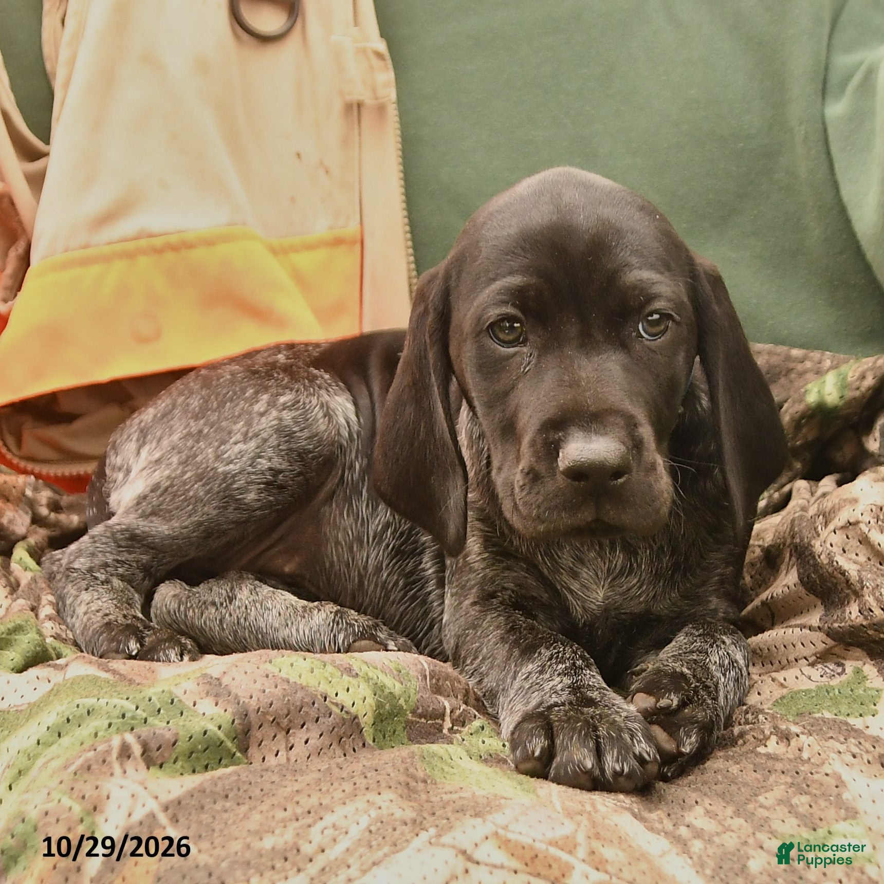 German Shorthaired Pointer dogs for sale: Savannah - Ad 2
