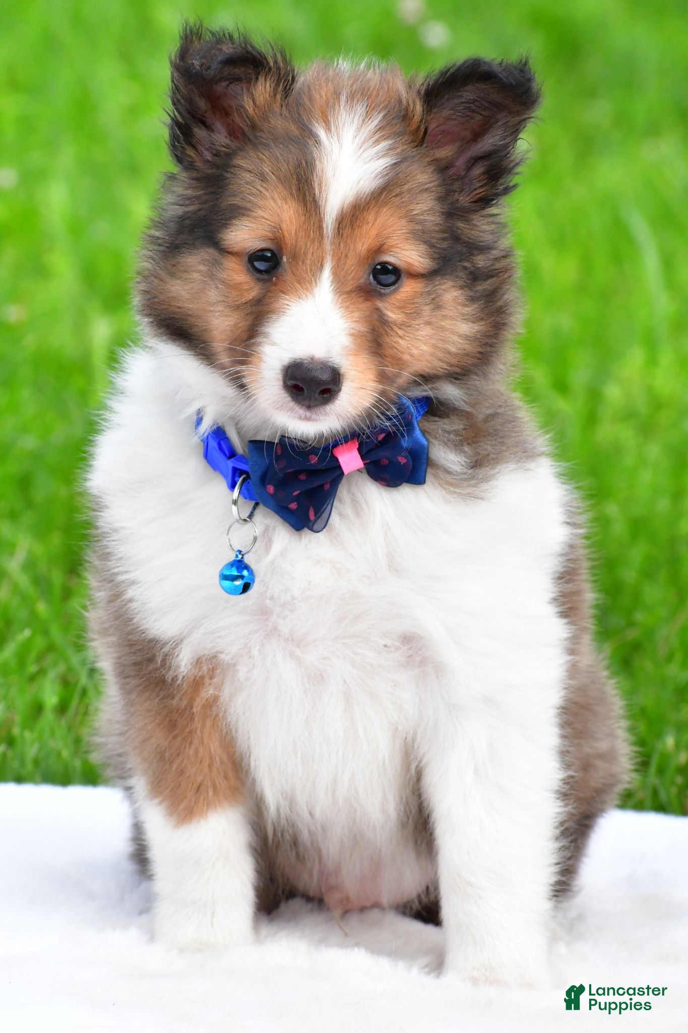 Shetland Sheepdog dogs Kevin - Ad 2